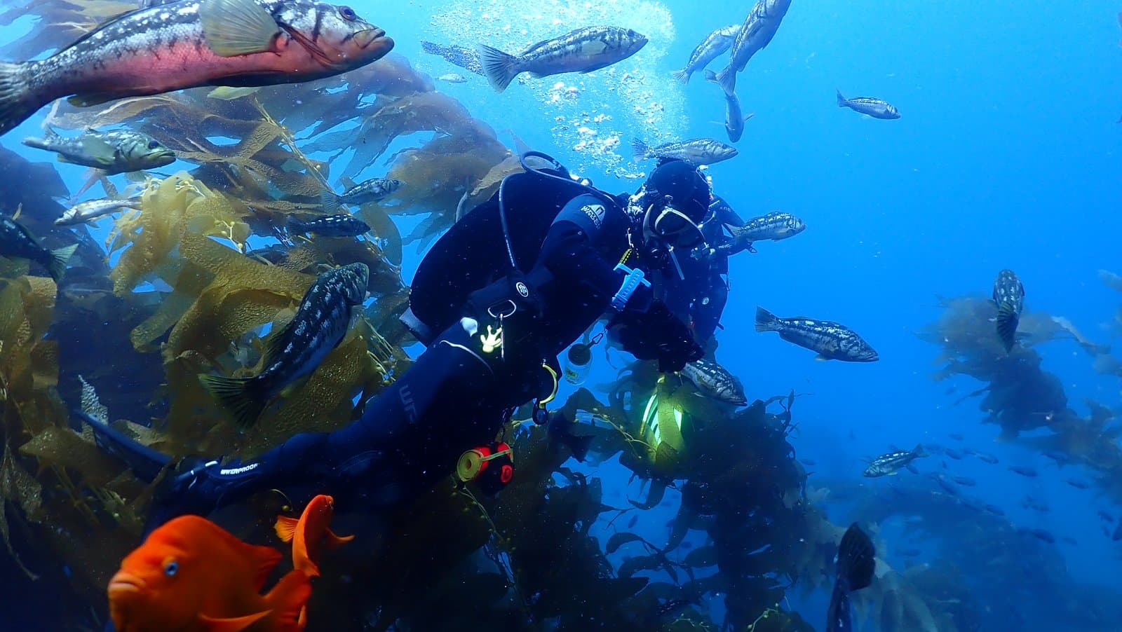 Diving along a kelp wall surrounded by calico bass and a bright orange garibaldi