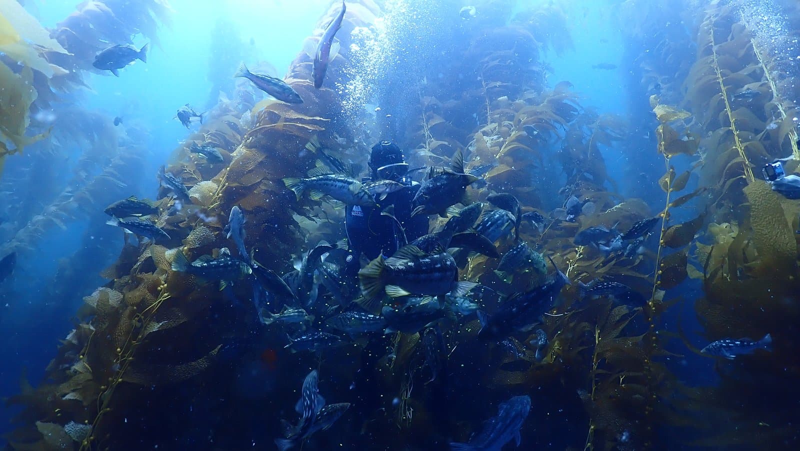 Hovering in a kelp forest swarmed by a cloud of fish