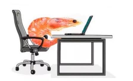 A shrimp sitting in an office chair at a desk, working on a laptop