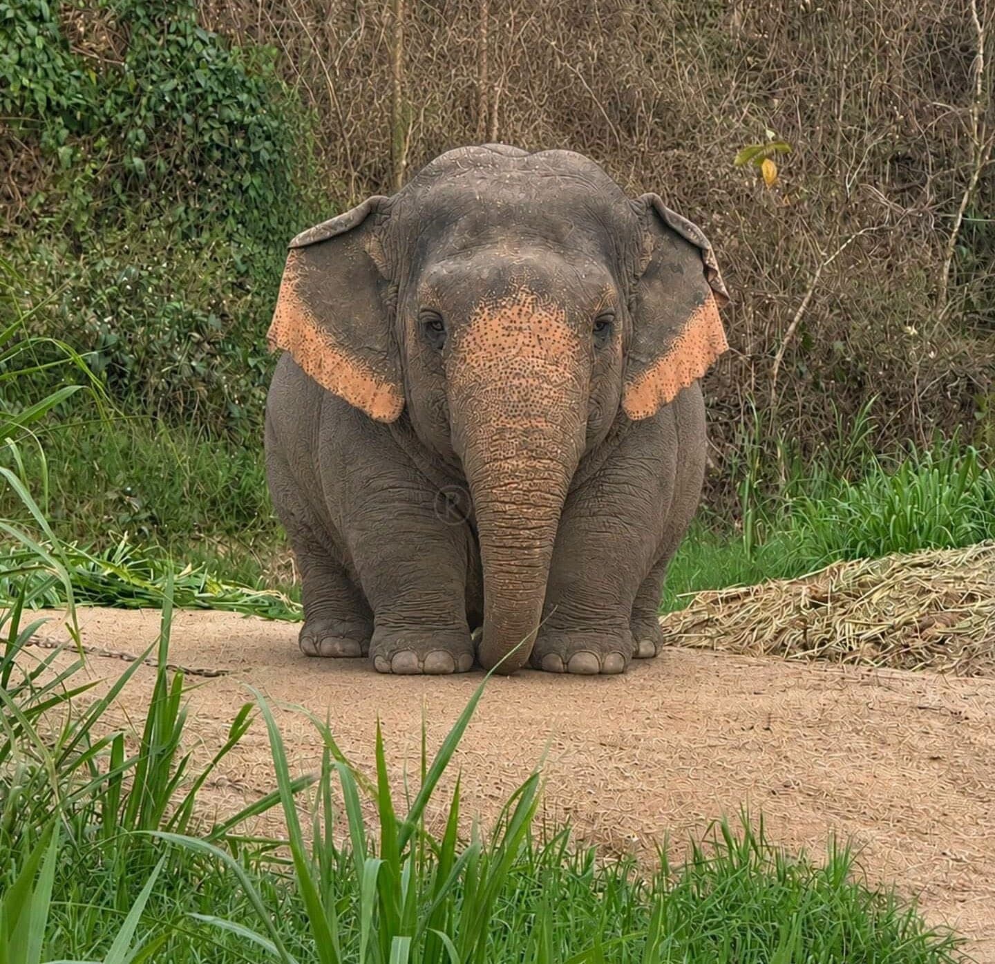 A young Asian elephant standing on a dirt path in front of green vegetation, with ears slightly flared and trunk hanging down