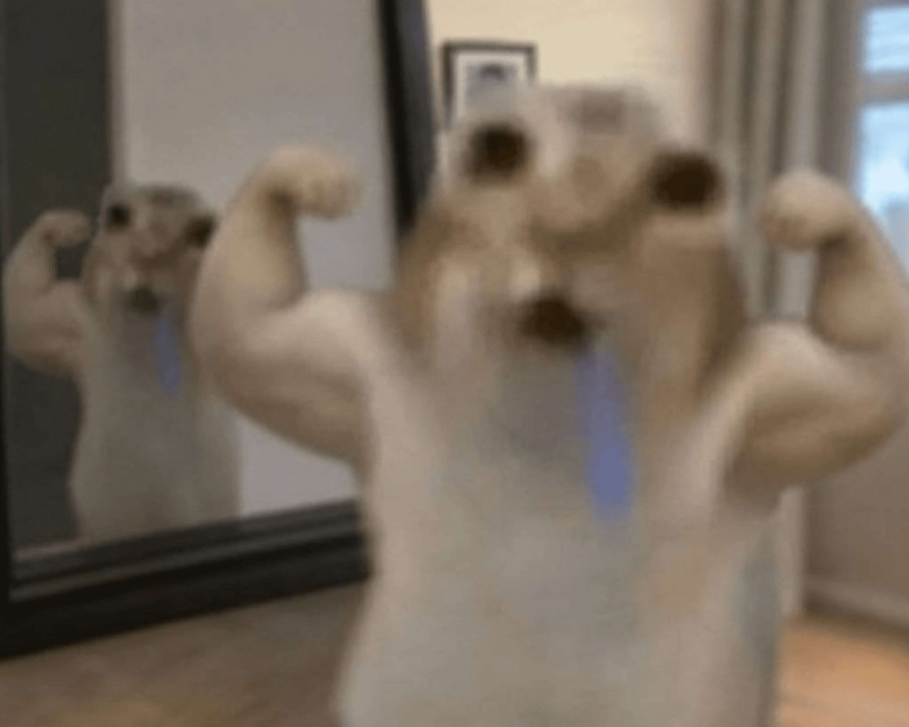Blurry photo of a fluffy white cat standing upright in front of a mirror flexing two muscular cartoon-drawn biceps, with a single blue cartoon tear, mimicking a gym mirror flex