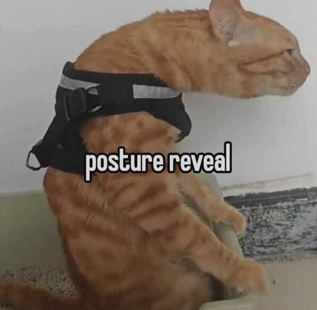 Orange tabby cat in a black harness sitting upright with its neck and head bent forward at an extreme angle, captioned 'posture reveal'