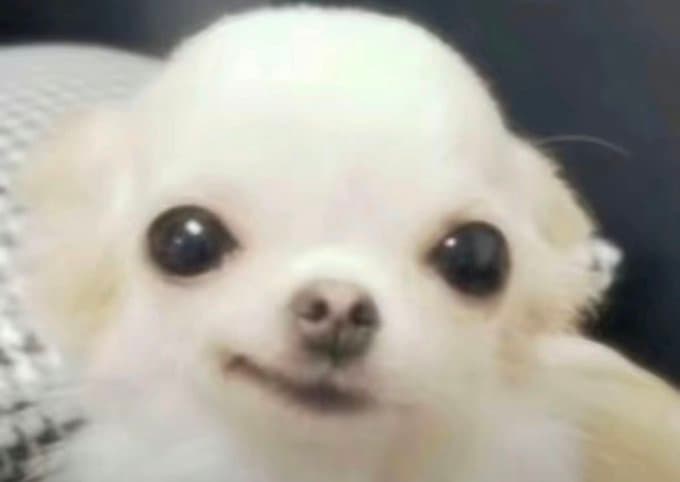 Close-up of a small white chihuahua puppy with large dark eyes and a subtle smile, resting against a houndstooth-patterned blanket